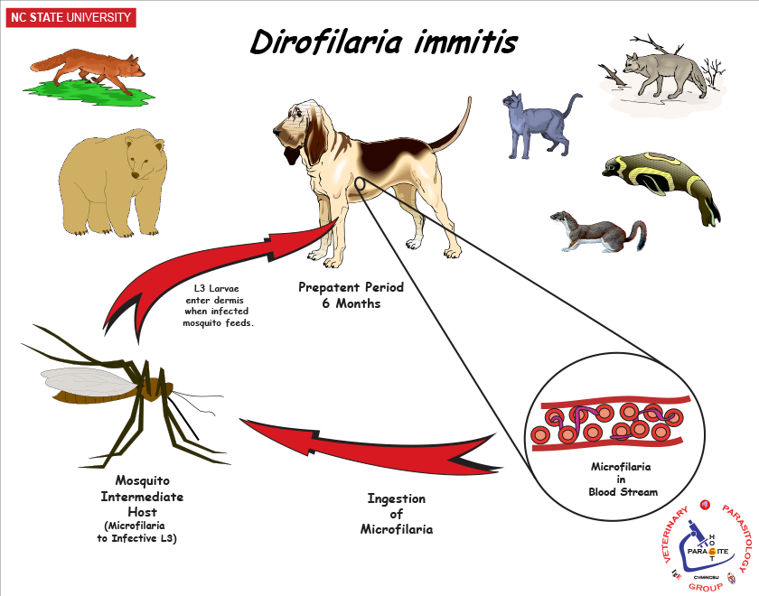 Dirofilaria immitis life cycle