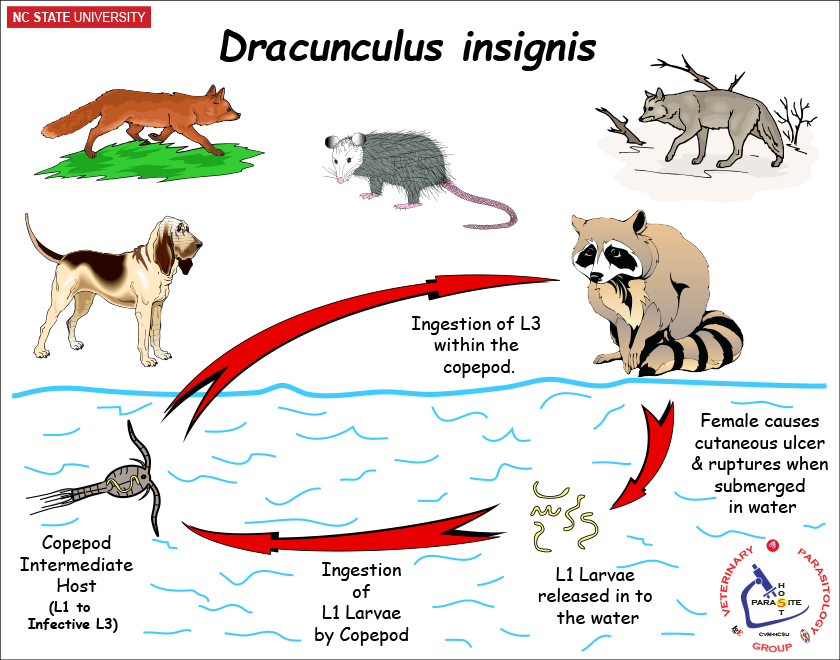Dracunculus insignis life cycle