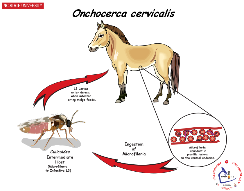 Onchocerca cervicalis life cycle