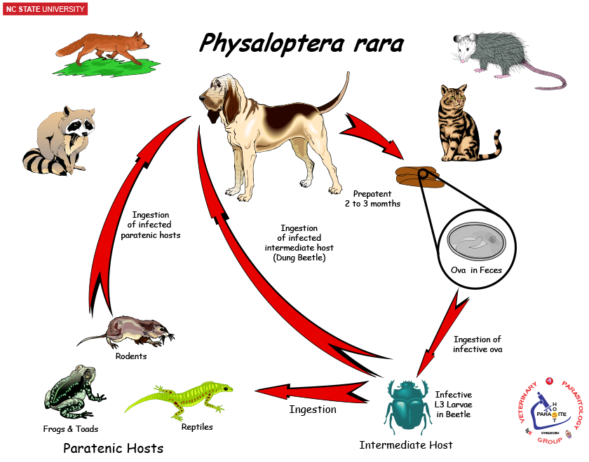 Physaloptera life cycle