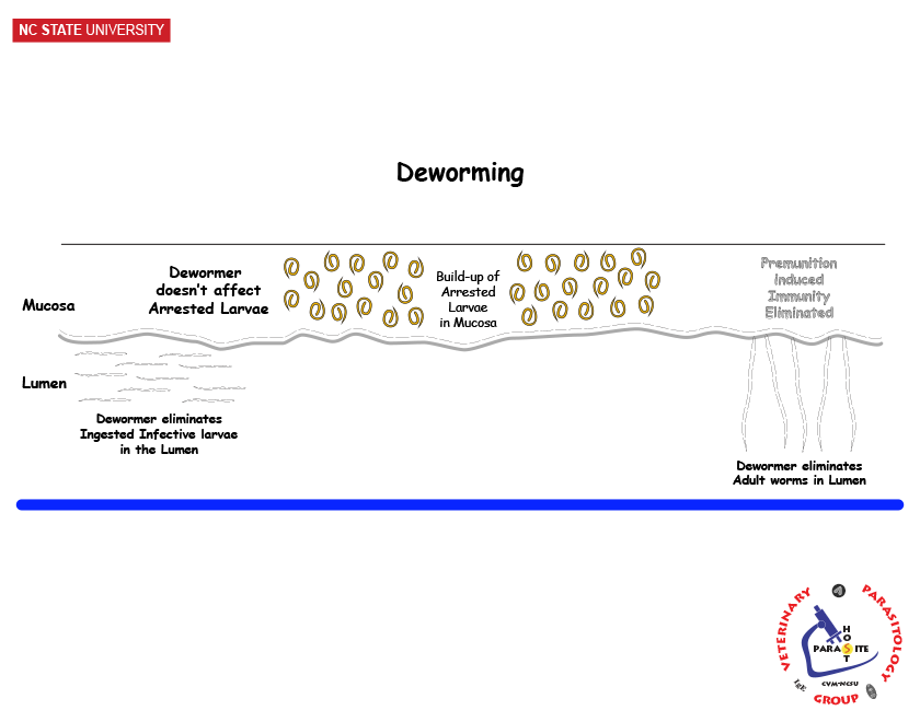 Effects of Deworming