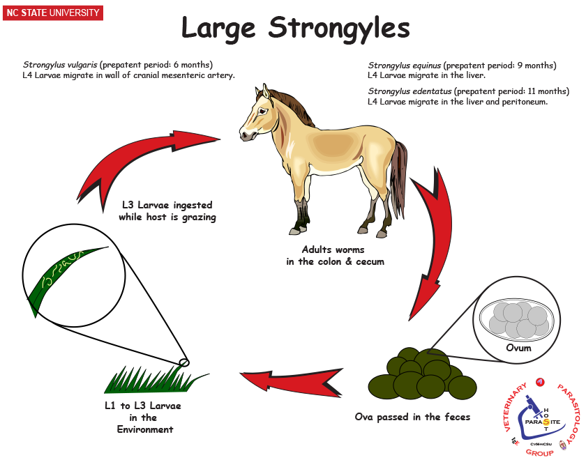 Large Strongyles life cycle