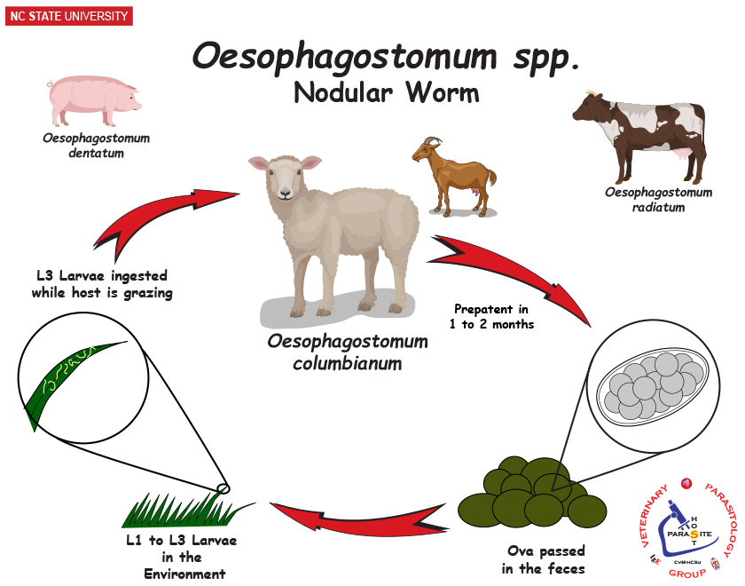 Oesophagostomum life cycle