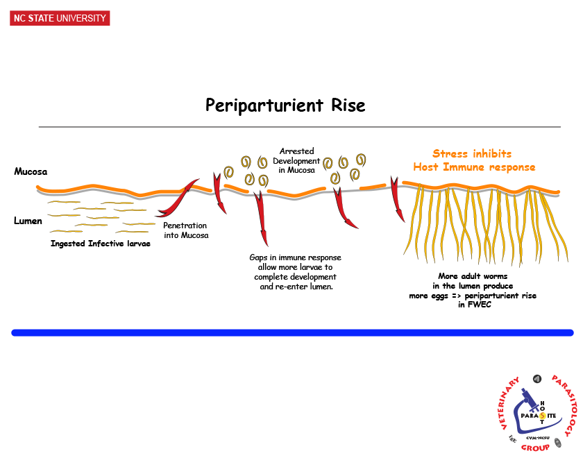 Periparturient Rise