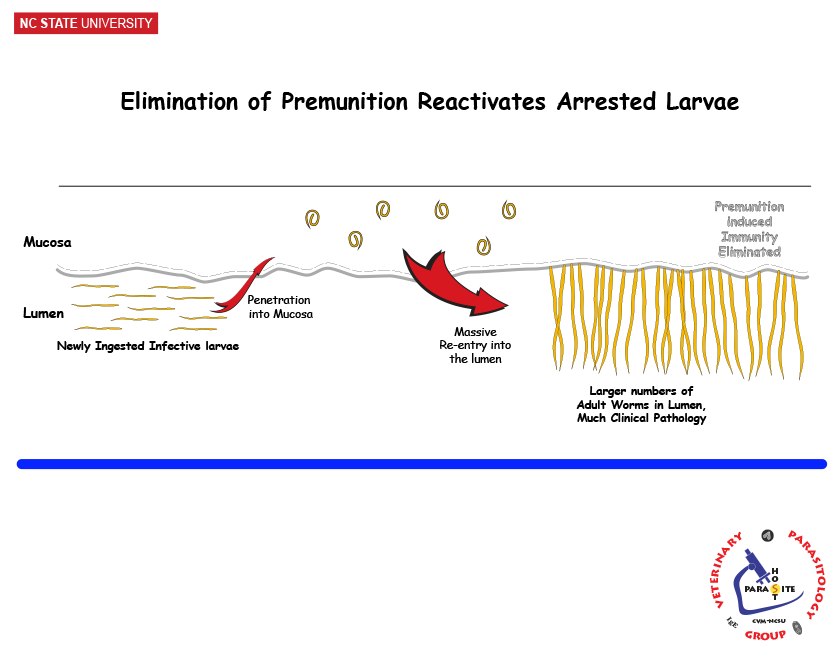 Post-Deworm Reactivation