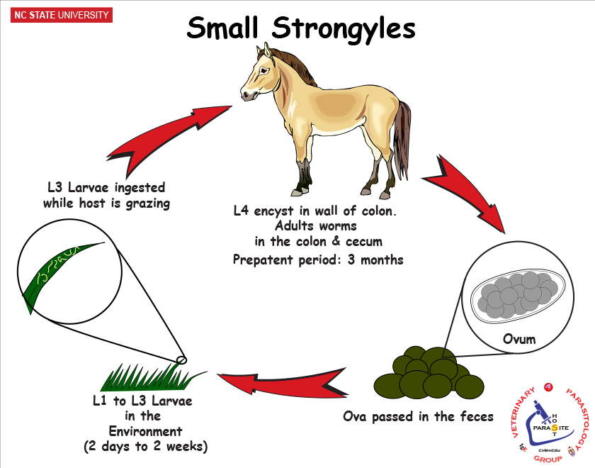 Small Strongyles life cycle