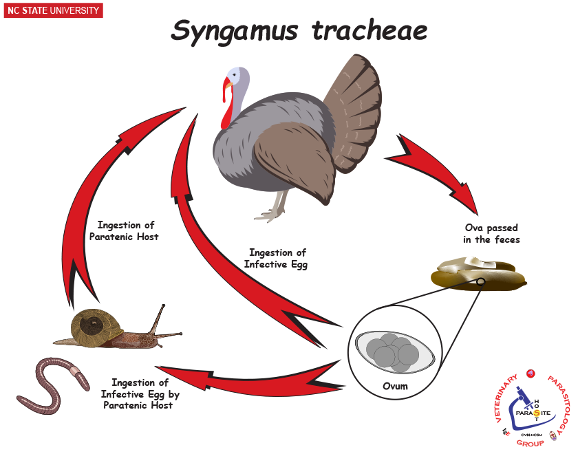 Syngamus tracheae life cycle
