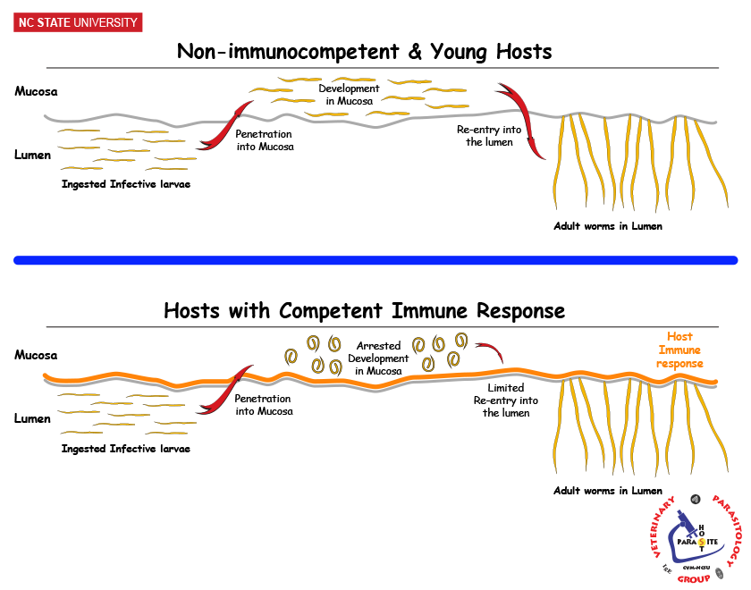 Comparison of Immunocompetence Status