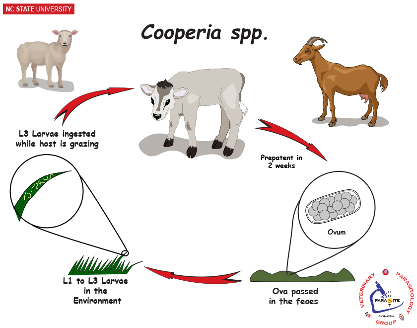 Cooperia spp. life cycle