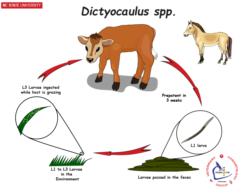Dictyocaulus spp. life cycle