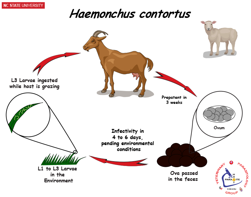 Haemonchus contortus life cycle
