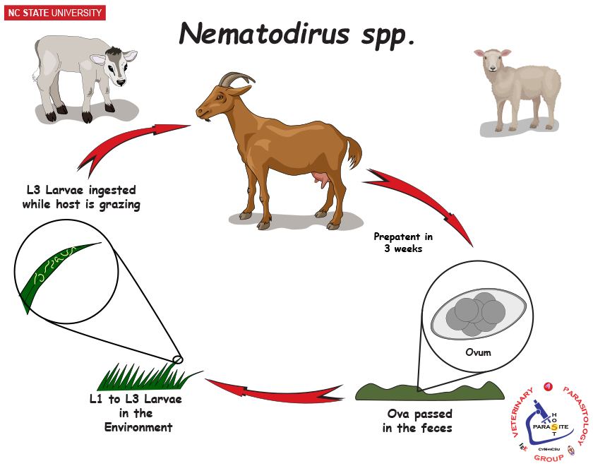 Nematodirus spp. life cycle