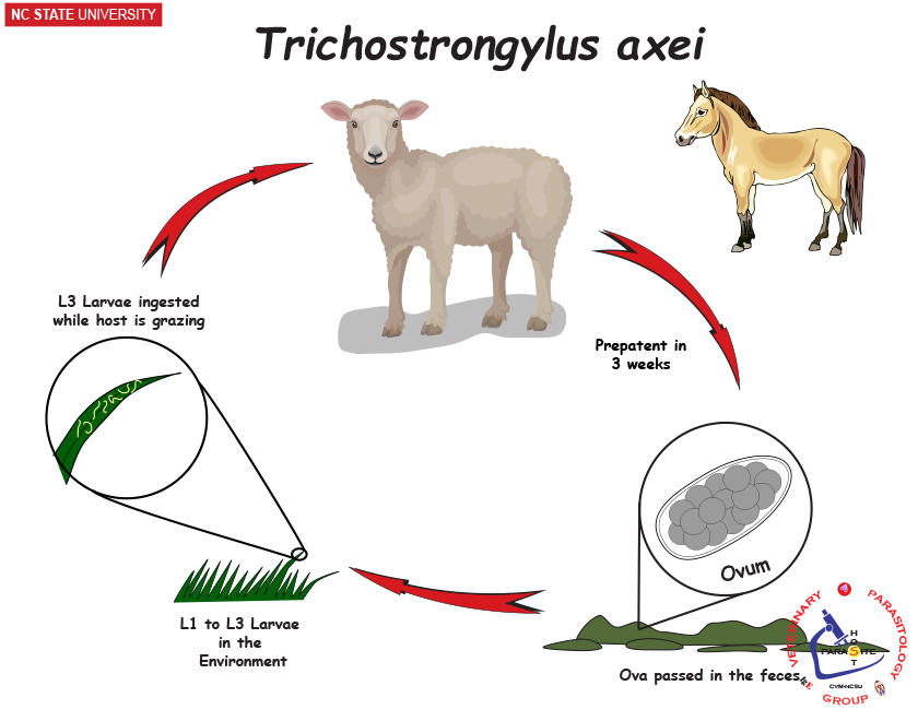 Trichostrongylus axei life cycle