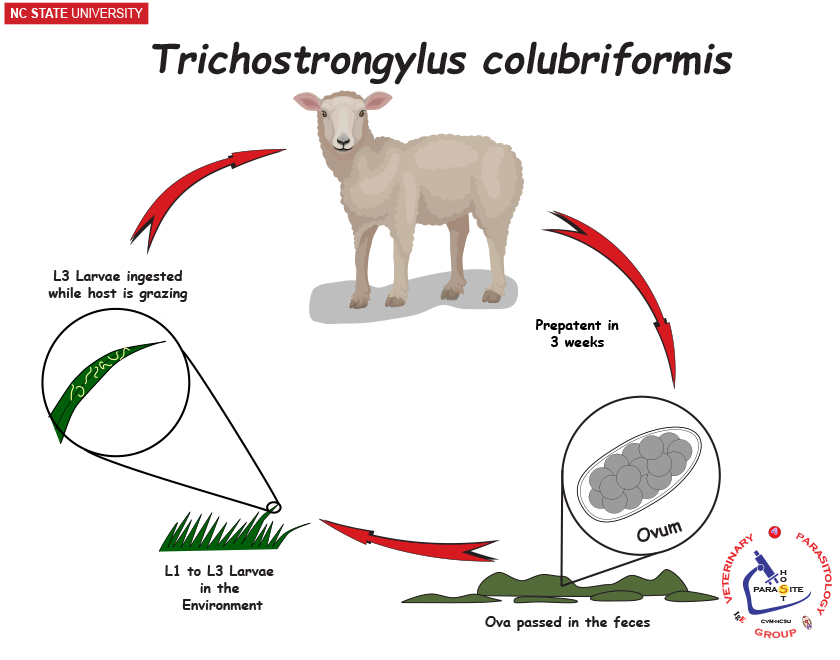 Trichostrongylus colubriformis life cycle