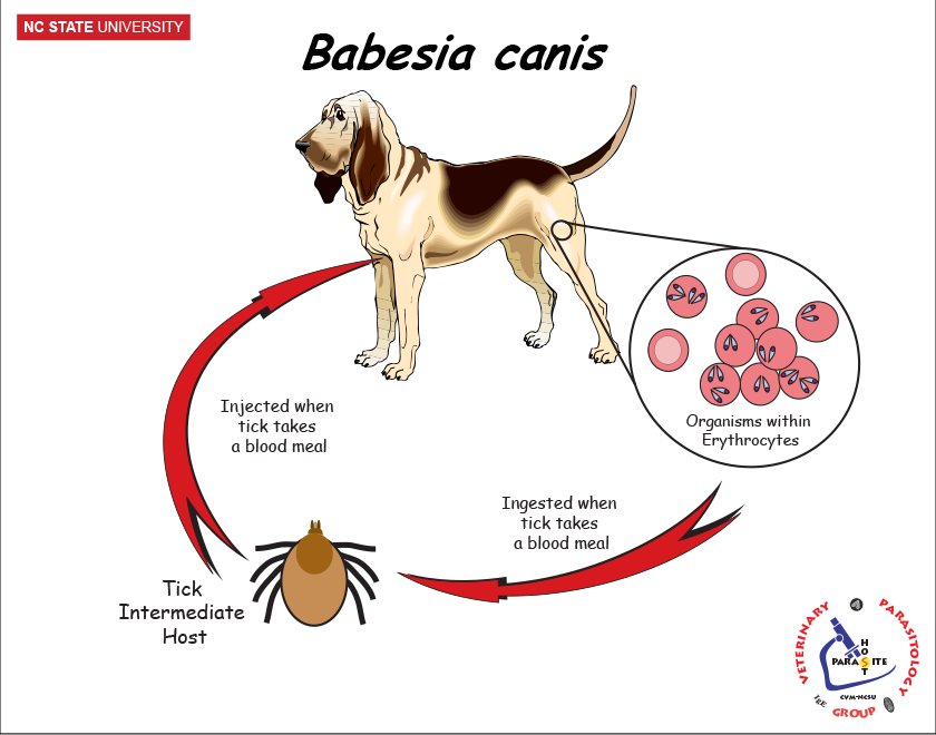 Babesia canis life cycle