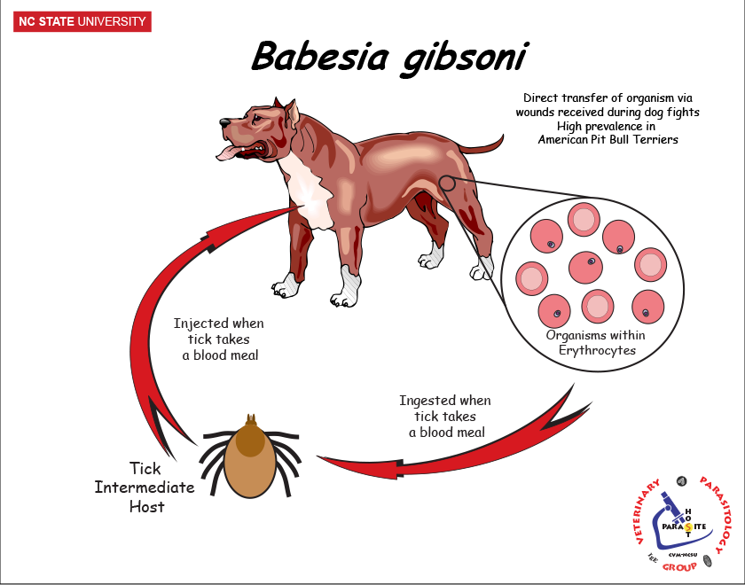 Babesia gibsoni life cycle