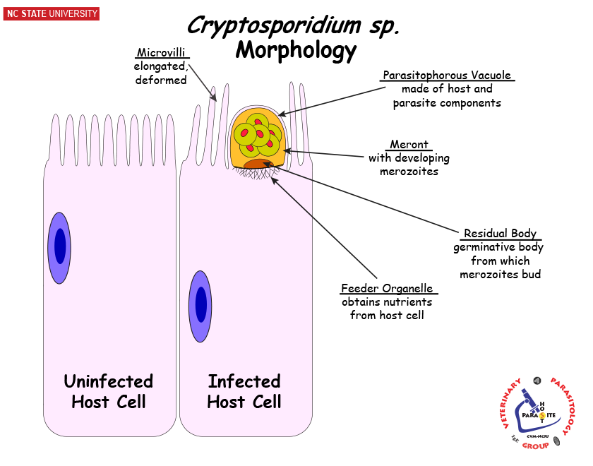 Cryptosporidium anatomy