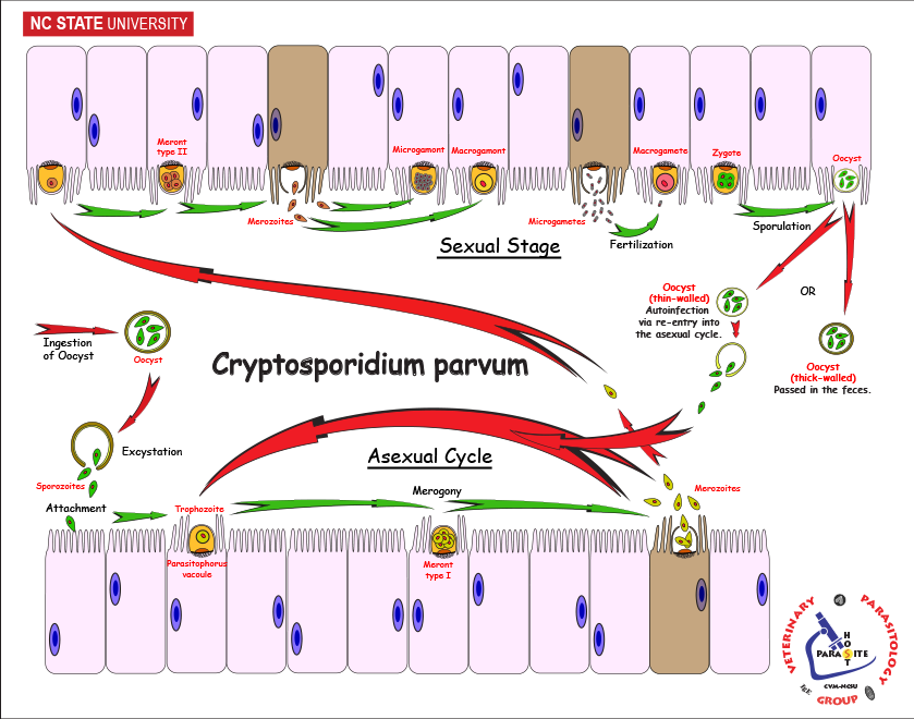 Cryptosporidium in the Intestine