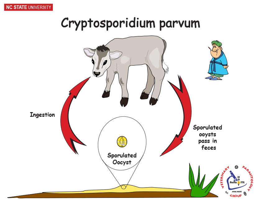 Cryptosporidium Life Cycle