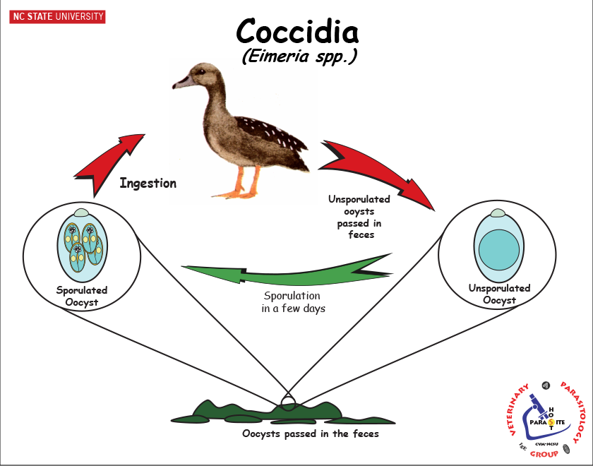 Avian Eimeria life cycle