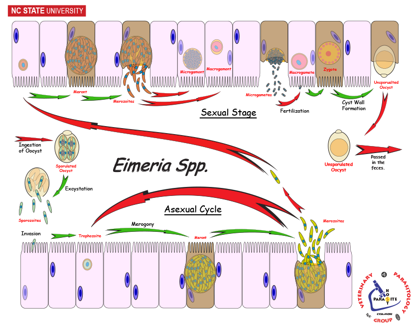 Eimeria in the Intestine