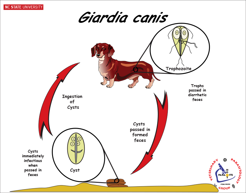 Giardia Life Cycle