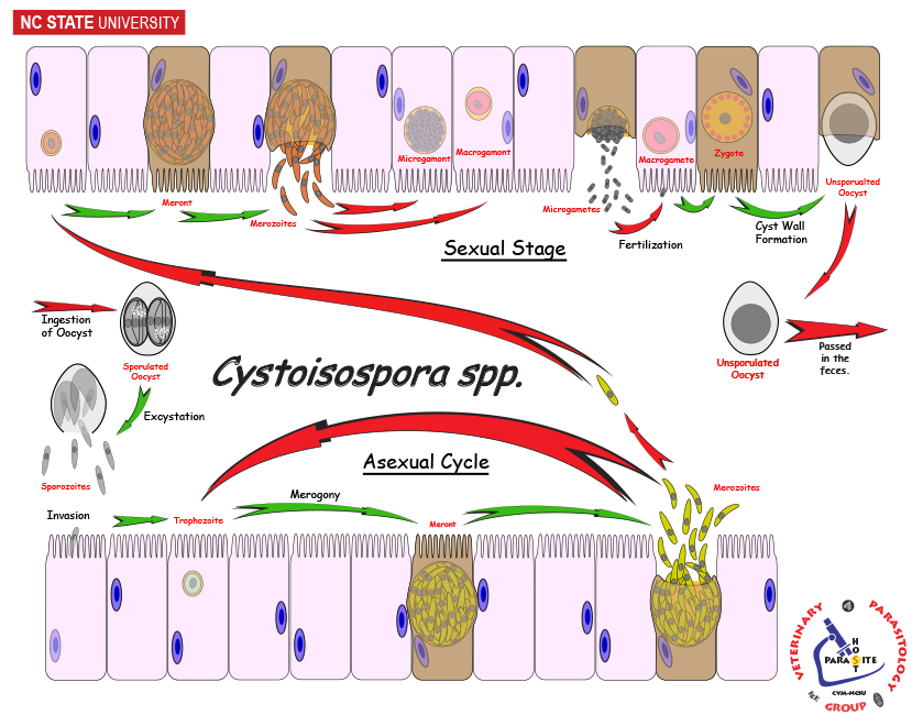 Isospora in the Intestine