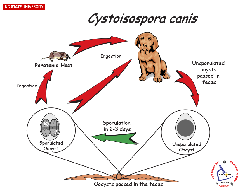Isospora Life Cycle