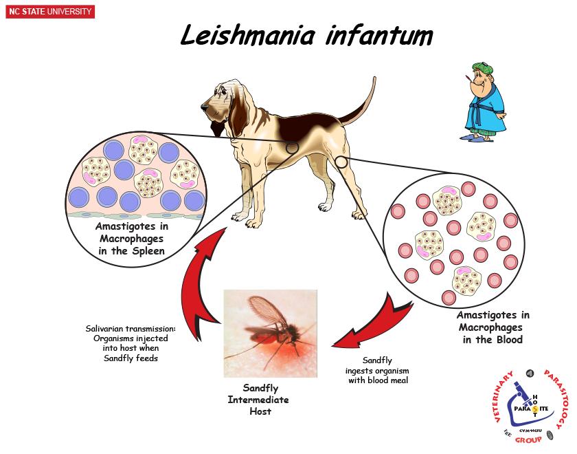 Leishmania Life Cycle