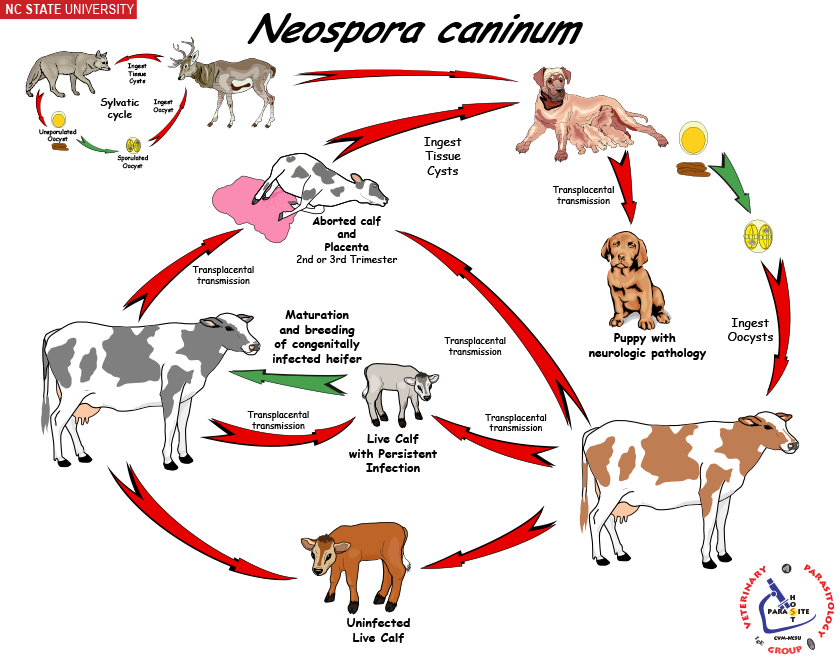 Neospora caninum Life Cycle