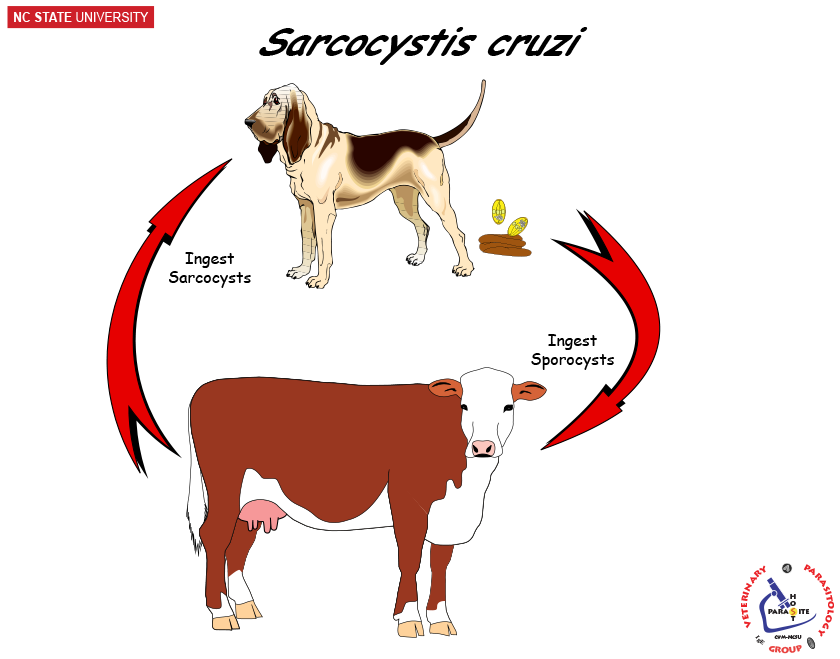 Sarcocystis cruzi life cycle
