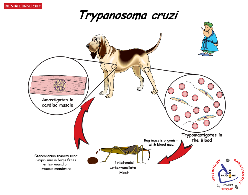 Trypanosoma cruzi Life Cycle
