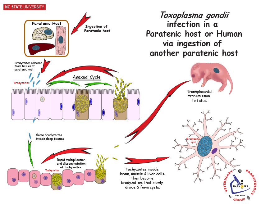 Toxoplasma in non-feline host from paratenic host