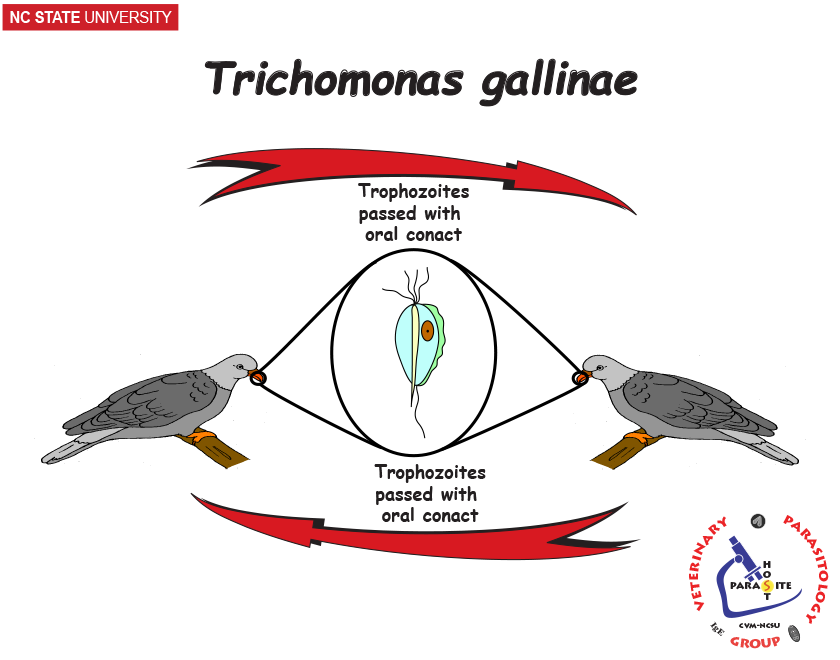 Trichomonas gallinae life cycle