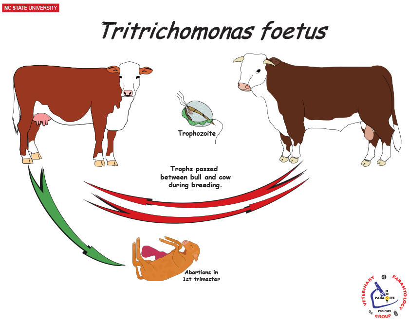 Tritrichomonas life cycle bovine