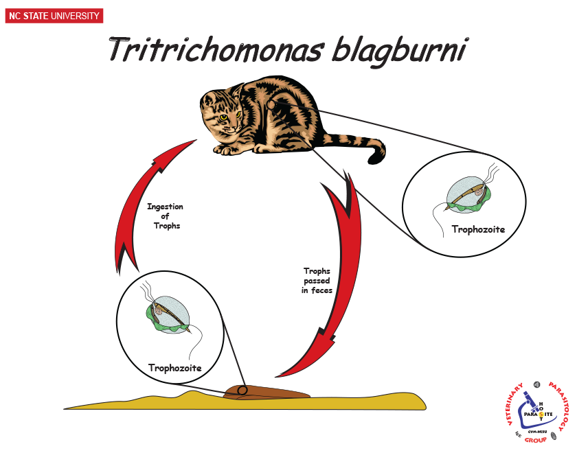 Tritrichomonas life cycle feline