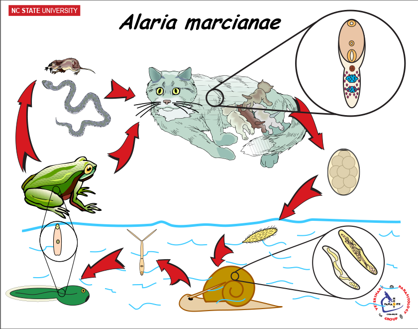 Alaria marcianae life cycle