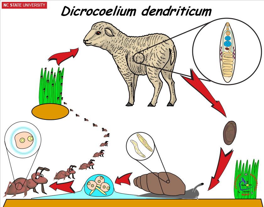 Dicrocoelium life cycle