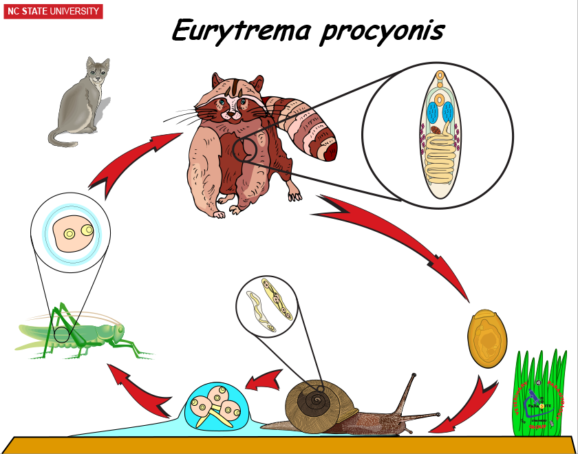 Eurytrema life cycle