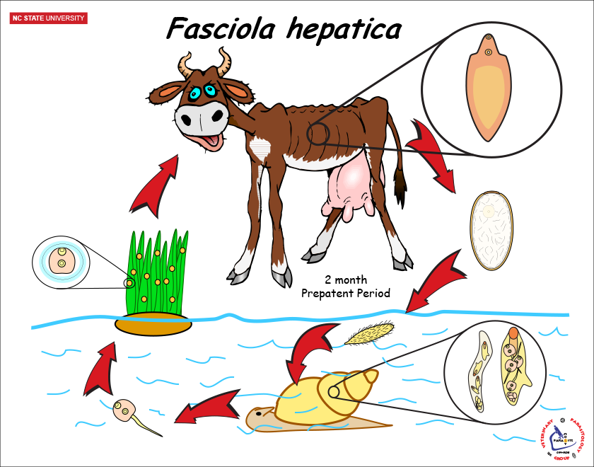 Печеночная двуустка жизненный цикл. Цикл развития фасциолы печеночной. Fasciola hepatica Life Cycle. Жизненный цикл печеночной двуустки. Цикл развития Fasciola hepatica.