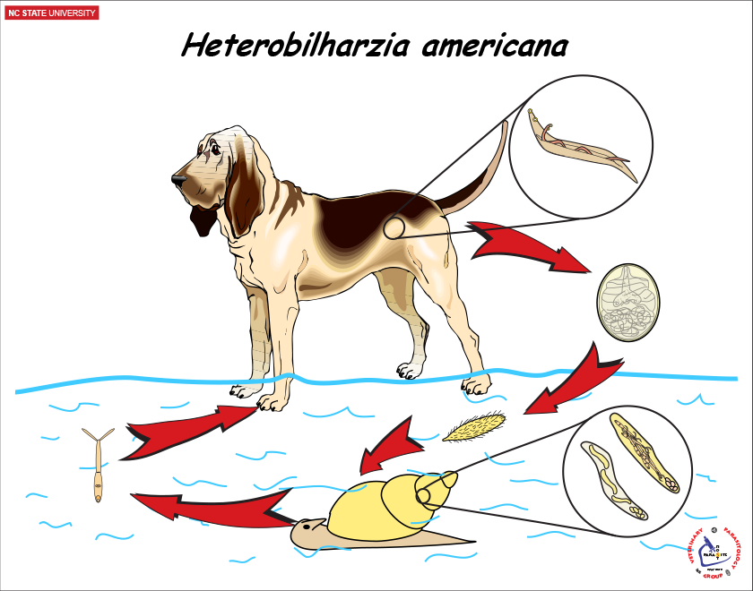 Heterobilharzia life cycle
