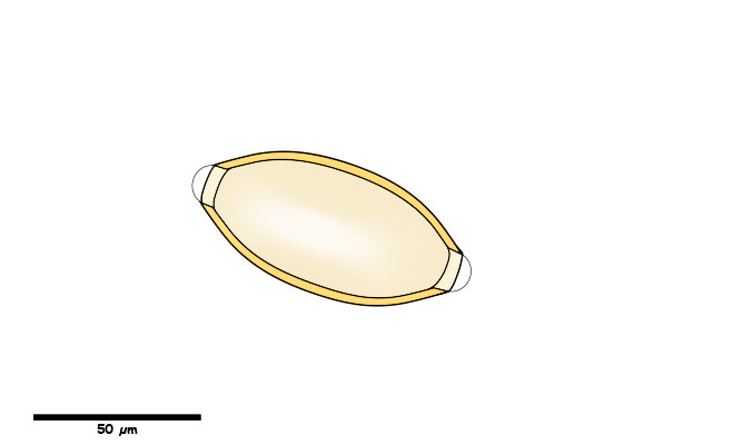 Oblong egg with bi-polar plugs and smooth shell surface.