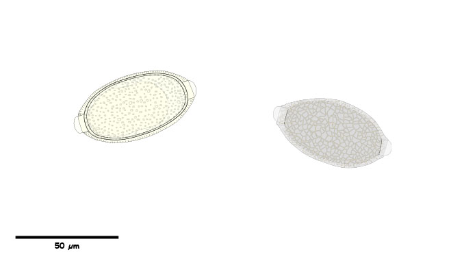 Oval eggs with Bi-polar plugs with pits; or a network of lines on the shell surface.
