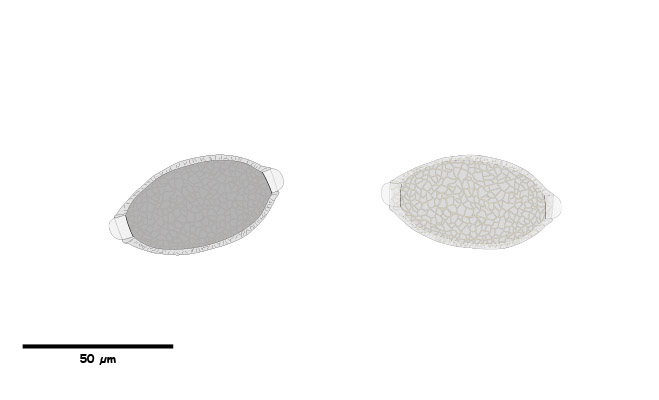 Oval eggs with Bi-polar plugs with pits; or a network of lines on the shell surface.