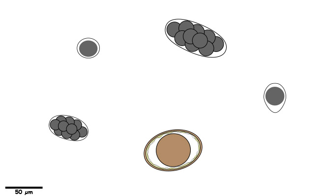 Eggs or oocysts with a single-cell or morulated embryo.