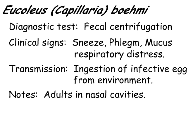 Capillaria information