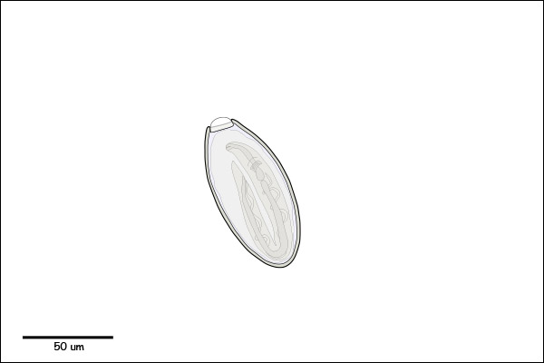 Elongate egg with a single operculum or plug at one end. Larvated.