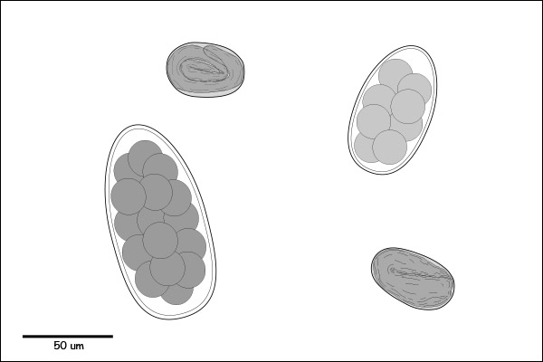 Oval to ellipsoidal egg, without an operculum or plug.  Morulated, or Embryonated or Larvated.