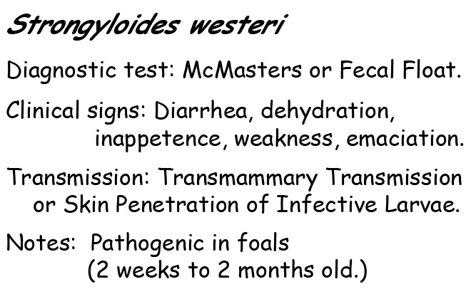 strongyloides