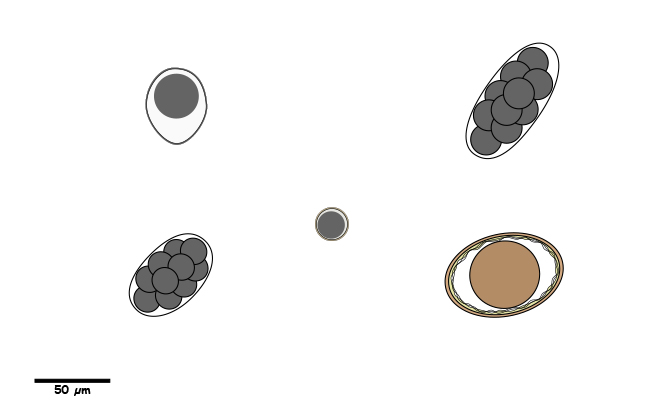 Eggs or oocysts with smooth, non-ornate shells.